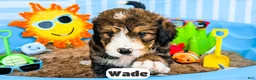 Bernedoodle dogs for sale: Wade - Ad 11