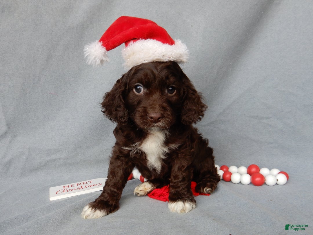 Cockapoo dogs for sale: Lucky - Ad 1