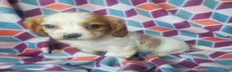 Cavachon dogs for sale: Kacie - Ad 4