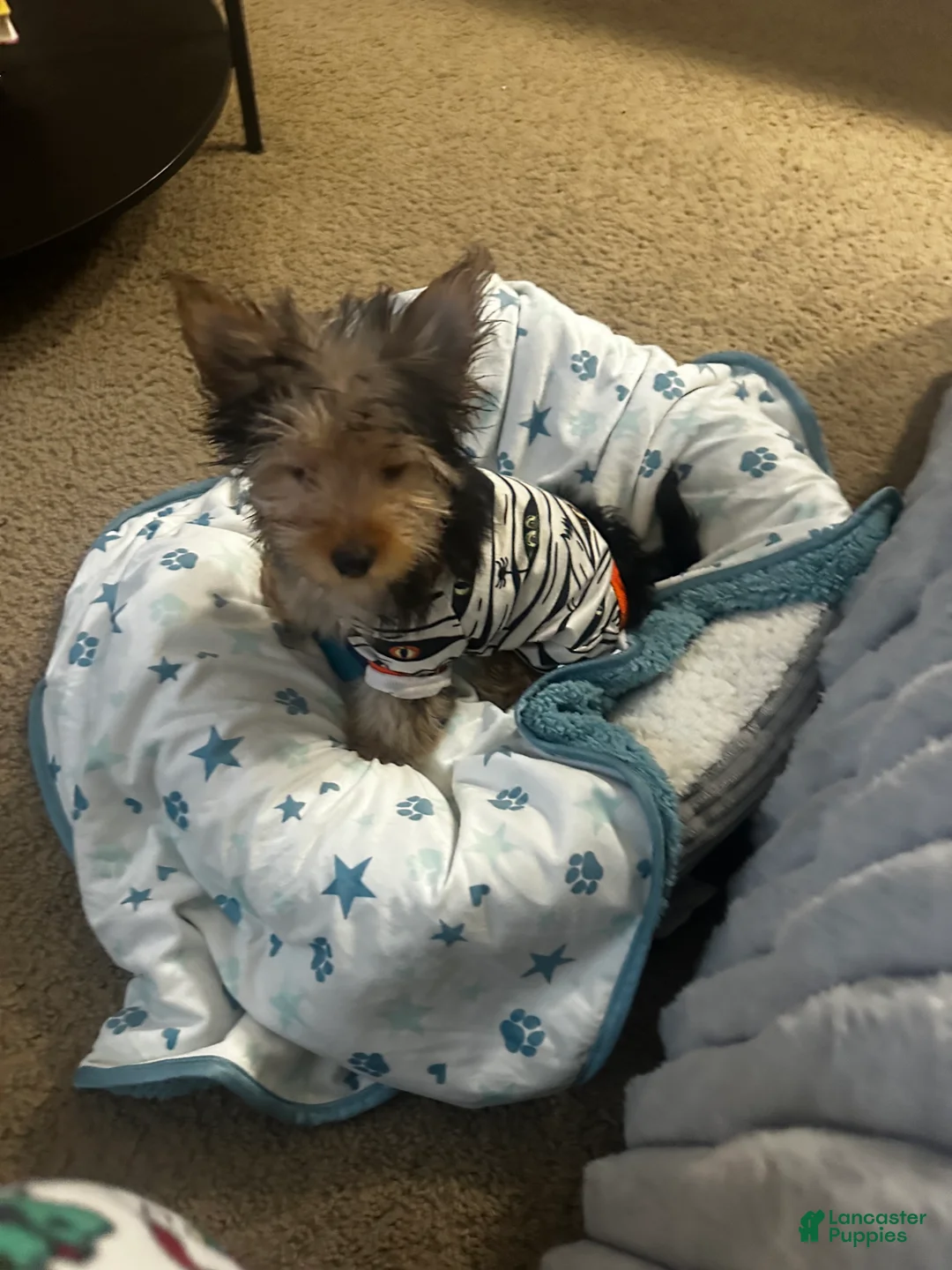 Chorkie dogs for sale: Leo - Ad 2