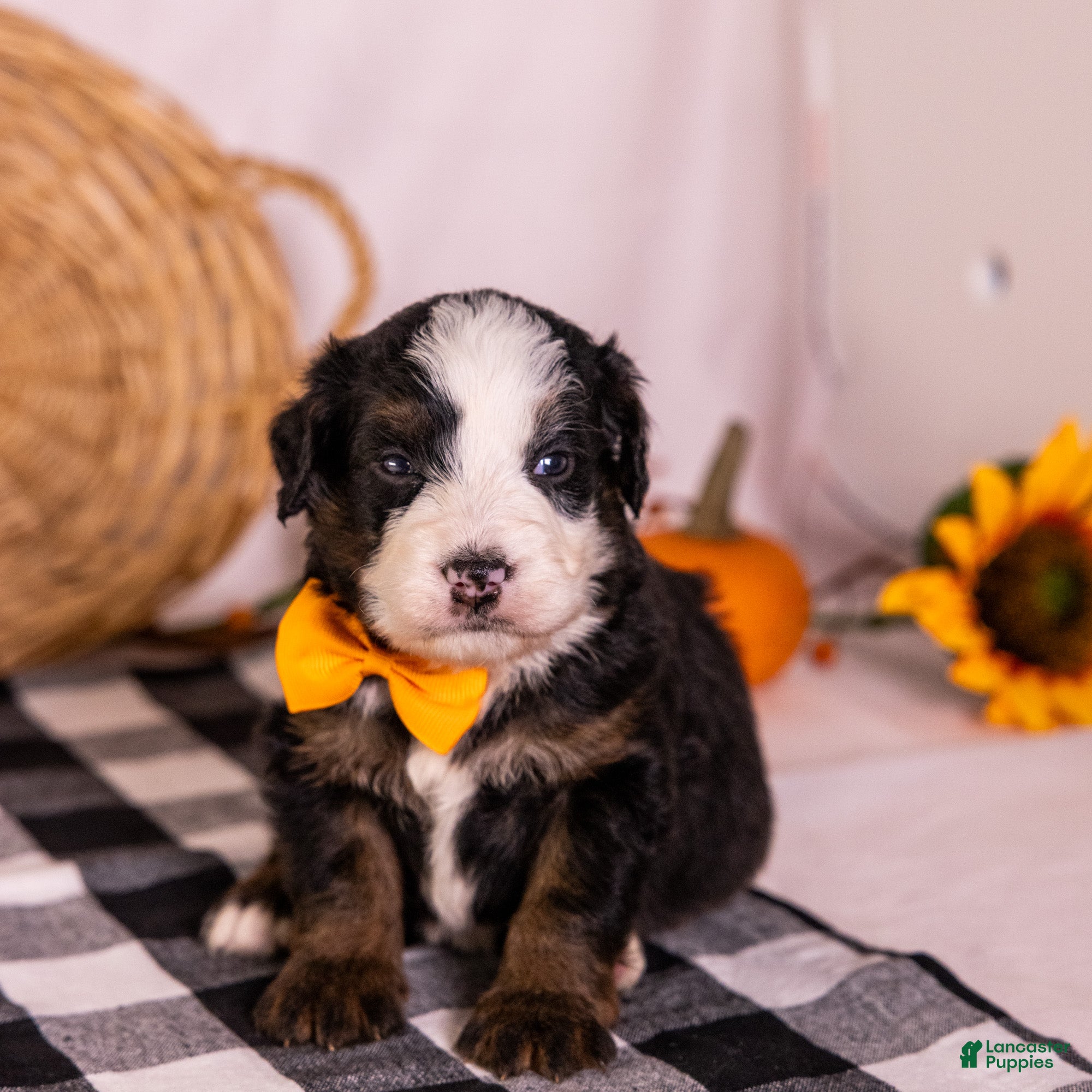 Bernedoodle dogs Honky Tonk - Ad 2