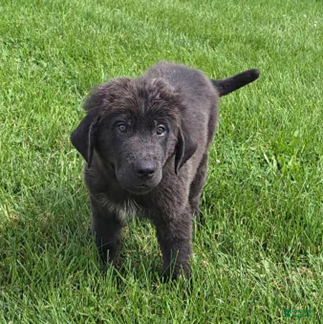 Newfoundland dogs for sale: Rusty - Ad 1