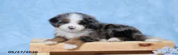 Mini Bernedoodle dogs for sale: Darcy - Ad 4