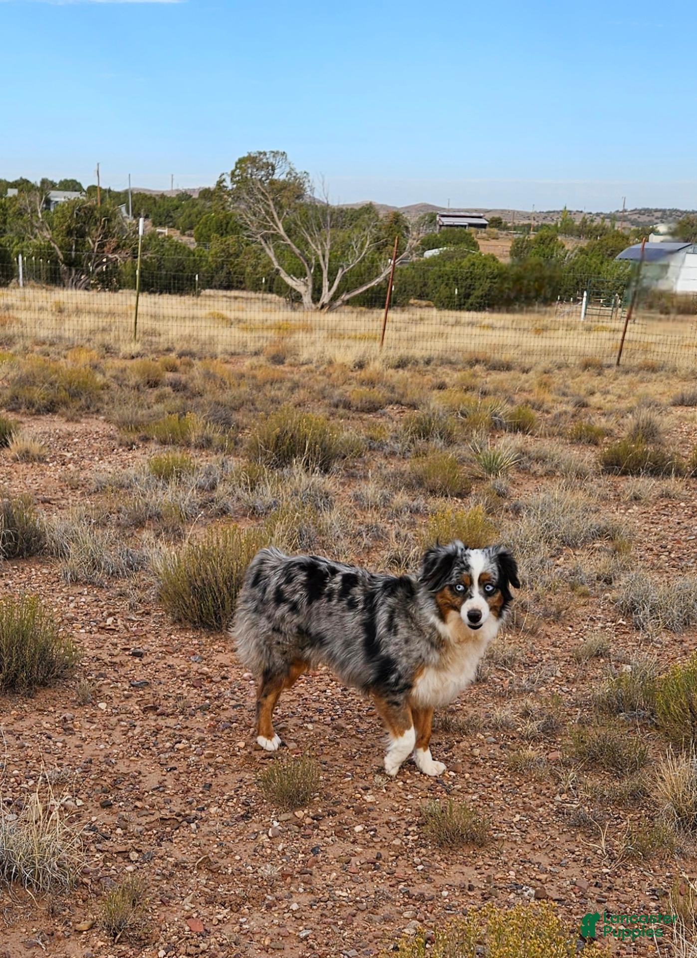 Toy Australian Shepherd dogs for sale: Latte - Ad 2