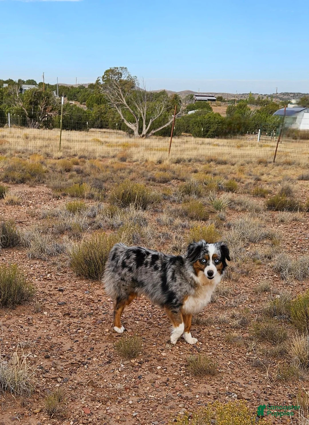 Toy Australian Shepherd dogs for sale: FROST - Ad 2