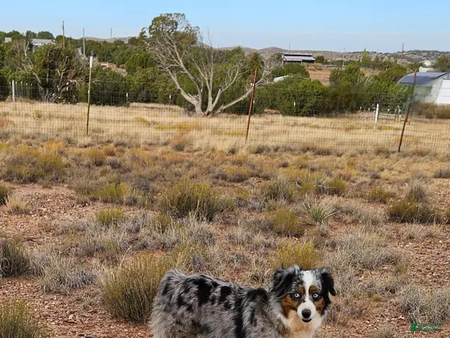 Toy Australian Shepherd dogs for sale: FROST - Ad 2