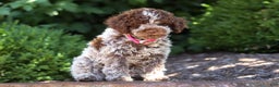 Lagotto Romagnolo dogs for sale: Mia - Ad 11