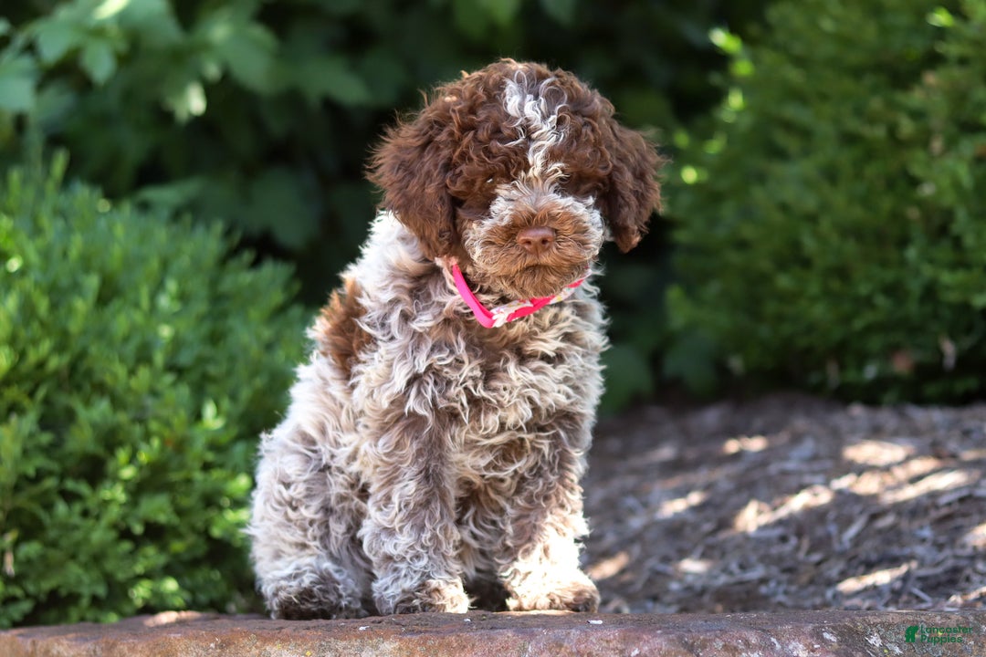 Lagotto Romagnolo dogs for sale: Mia - Ad 11
