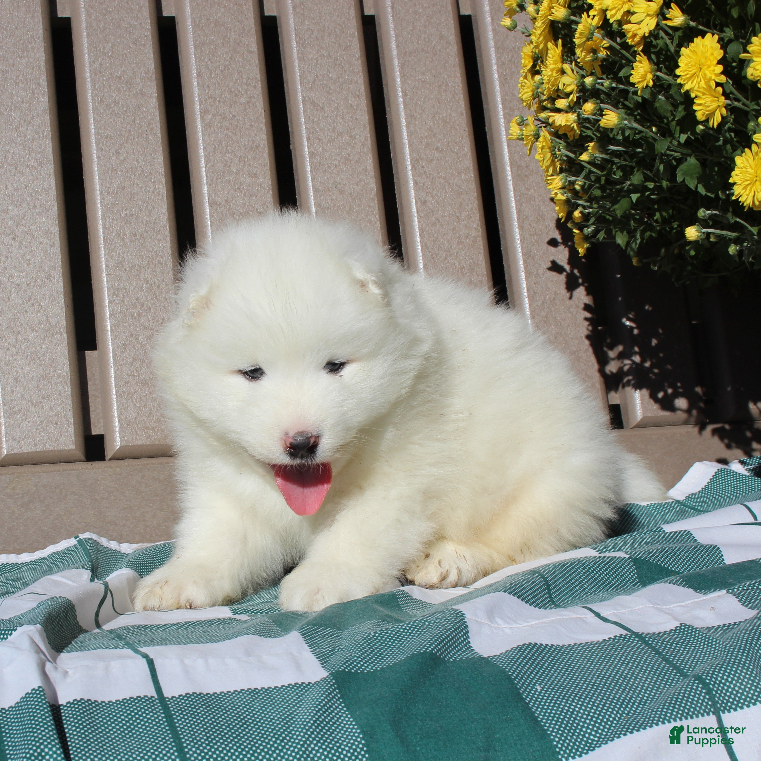 Samoyed dogs for sale: King  - Ad 1