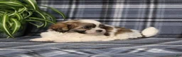 Teddy Bear dogs for sale: Yancy - Ad 5