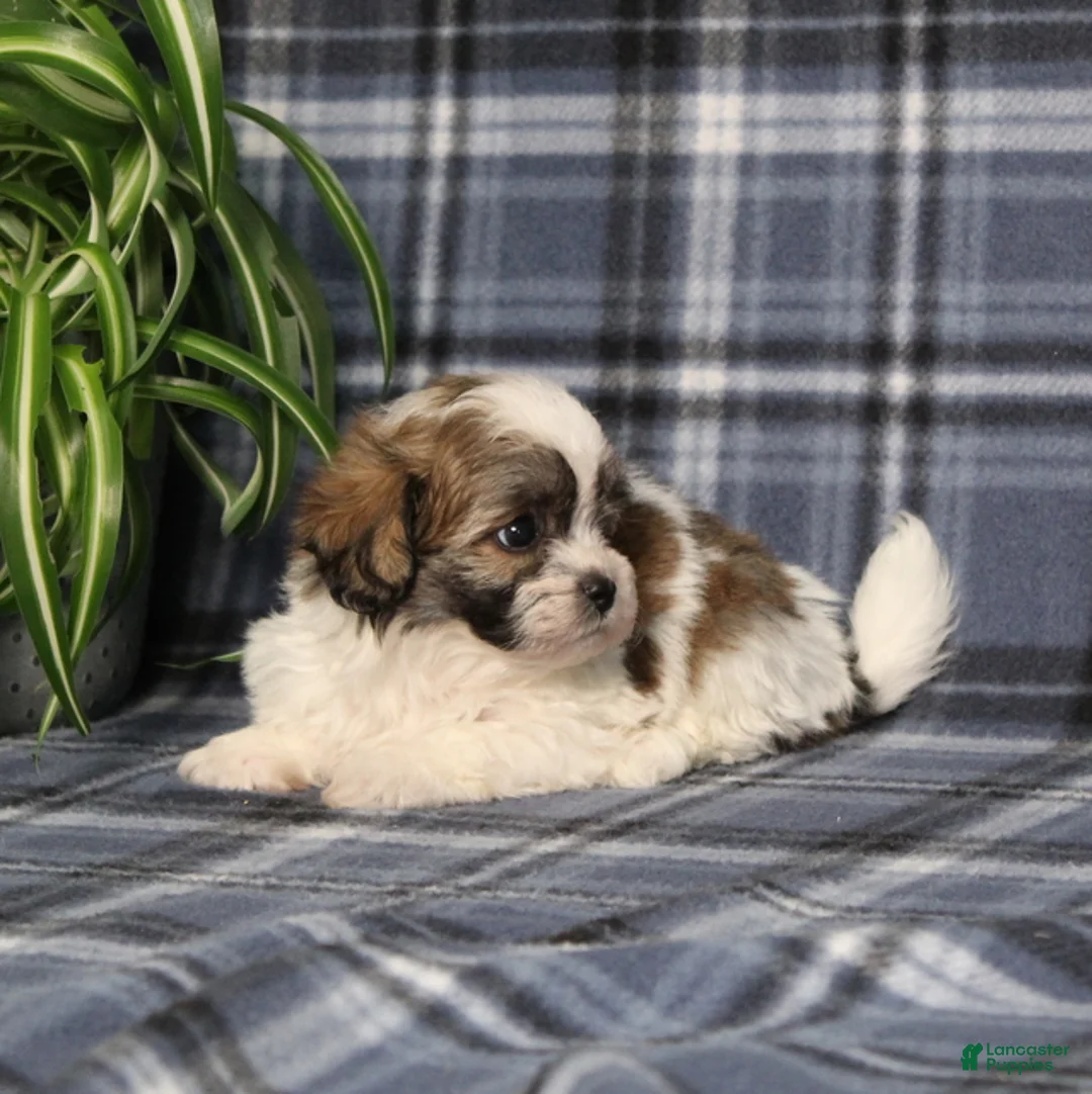 Teddy Bear dogs for sale: Yancy - Ad 5