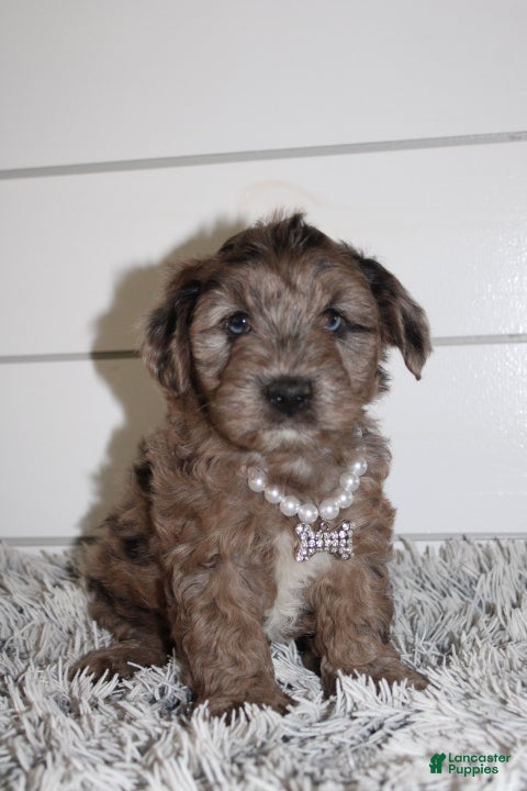 Yorkiepoo dogs FELIX - Ad 23