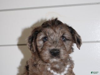 Yorkiepoo dogs FELIX - Ad 17