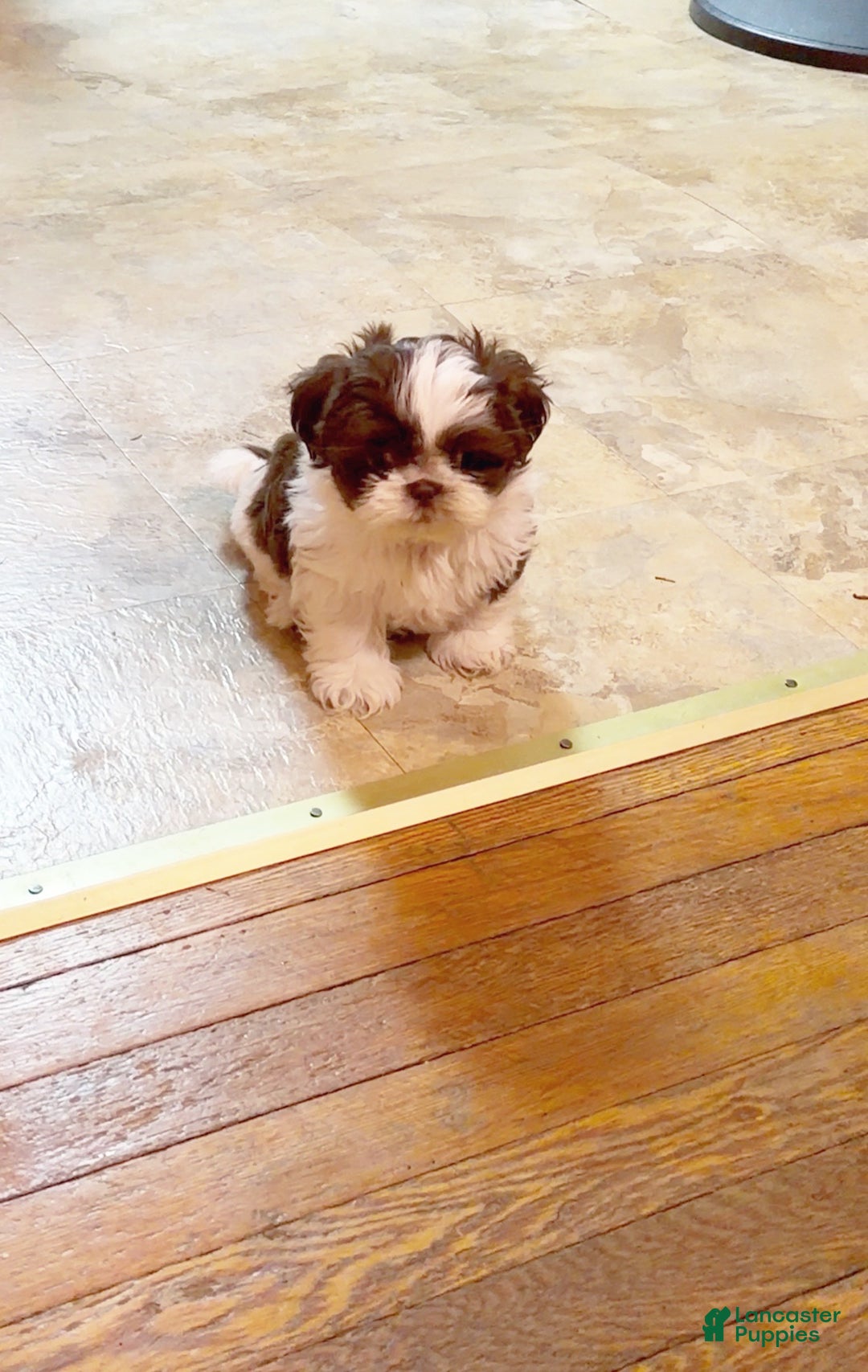 Shih Tzu dogs for sale: Tippy - Ad 2