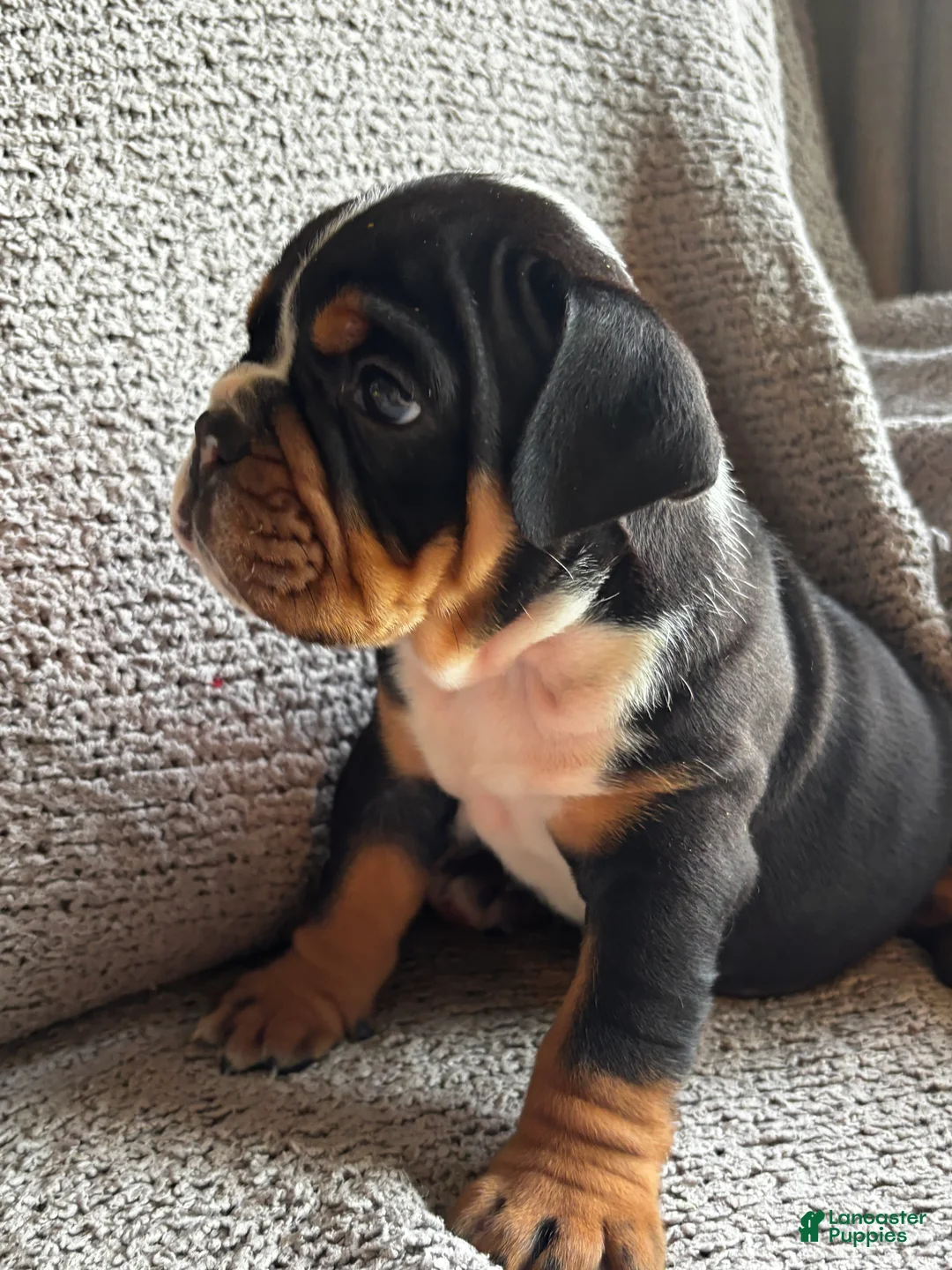 English Bulldog dogs for sale: Hank - Ad 1