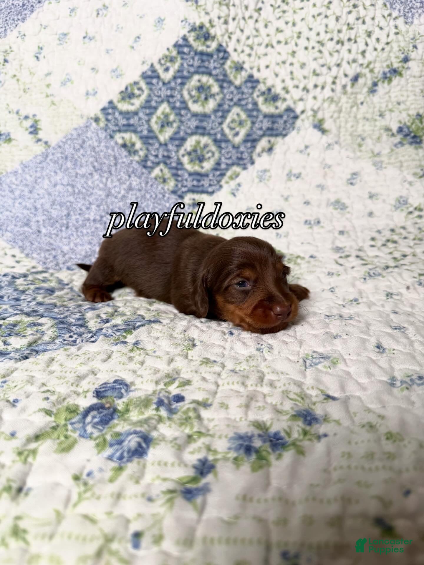 Dachshund dogs AKC Chocolate & Tan Long Haired Dachshund Male ALL Clear - Ad 1
