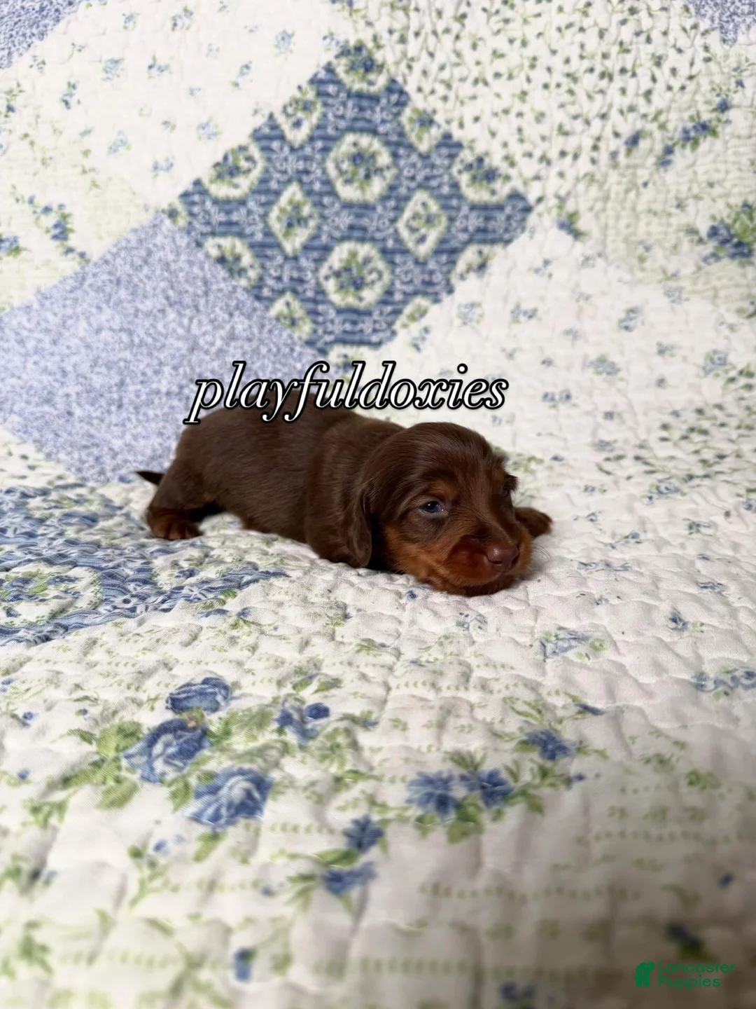 Dachshund dogs for sale: AKC Chocolate & Tan Long Haired Dachshund Male ALL Clear - Ad 1