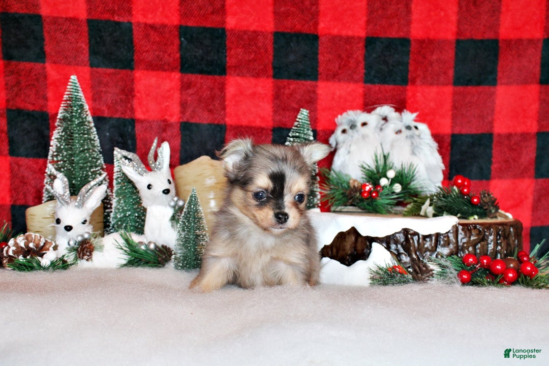 Chihuahua dogs for sale: Uno - Ad 1