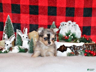 Chihuahua dogs Uno - Ad 13