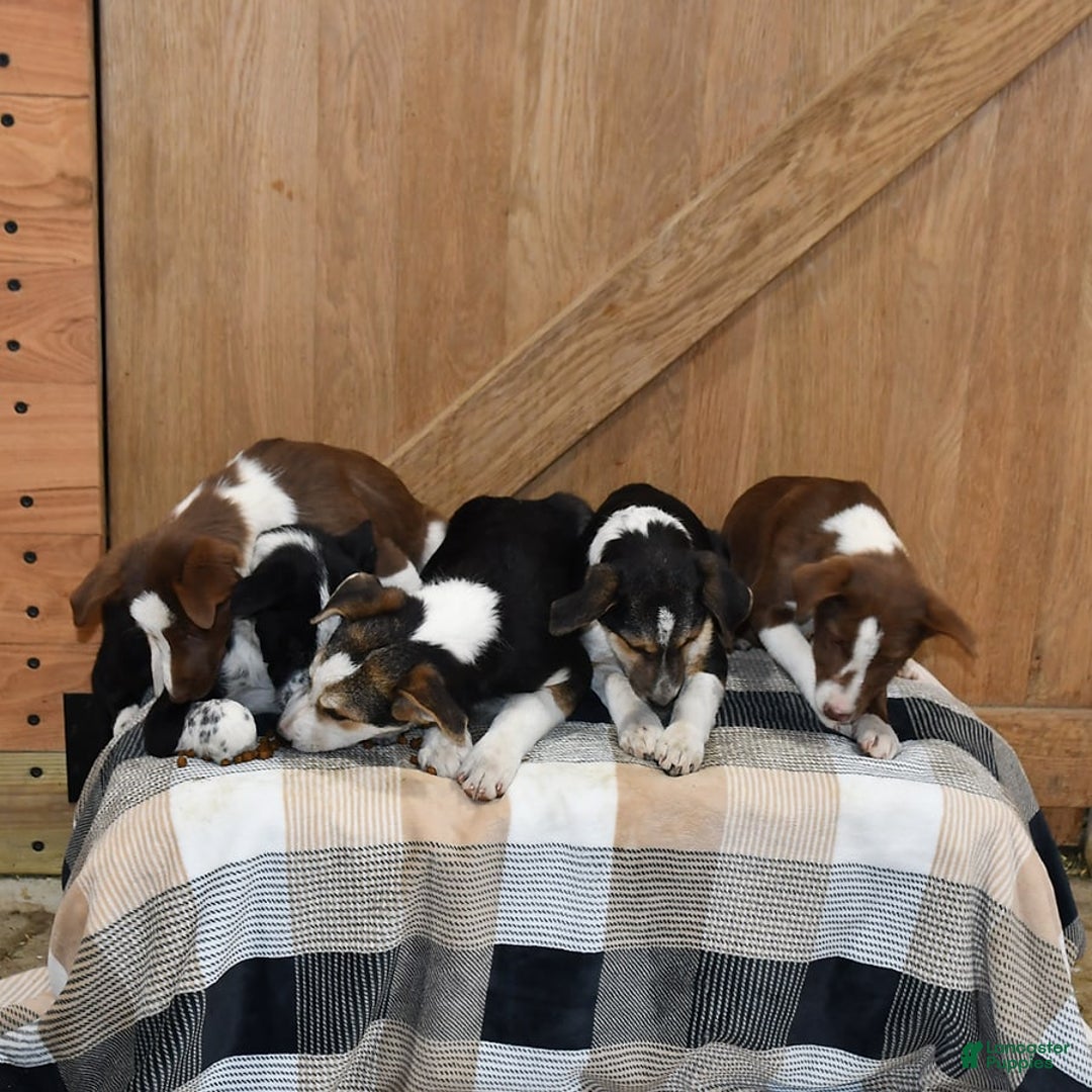 Gallery Image {{count}}