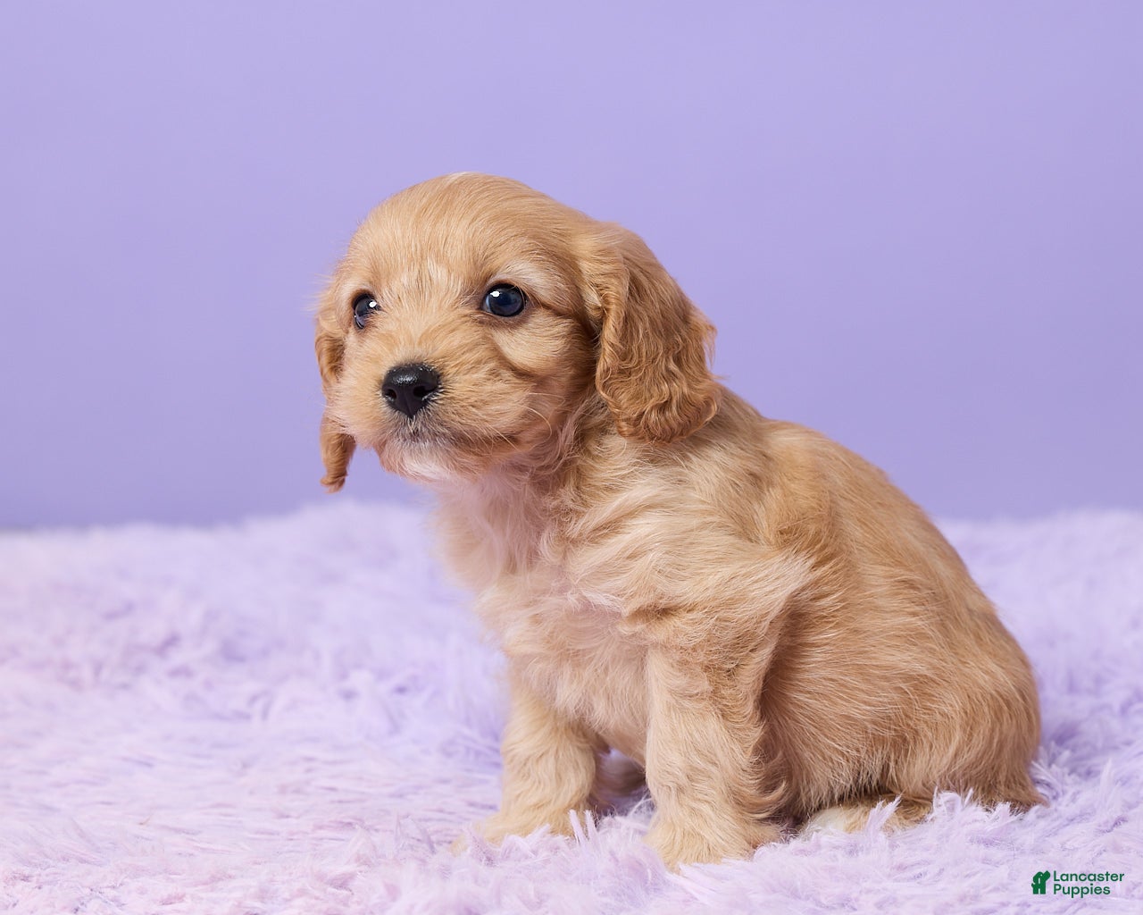 Cavapoo dogs Alex - Ad 2
