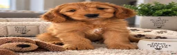 Mini Goldendoodle dogs for sale: Bear - Ad 1