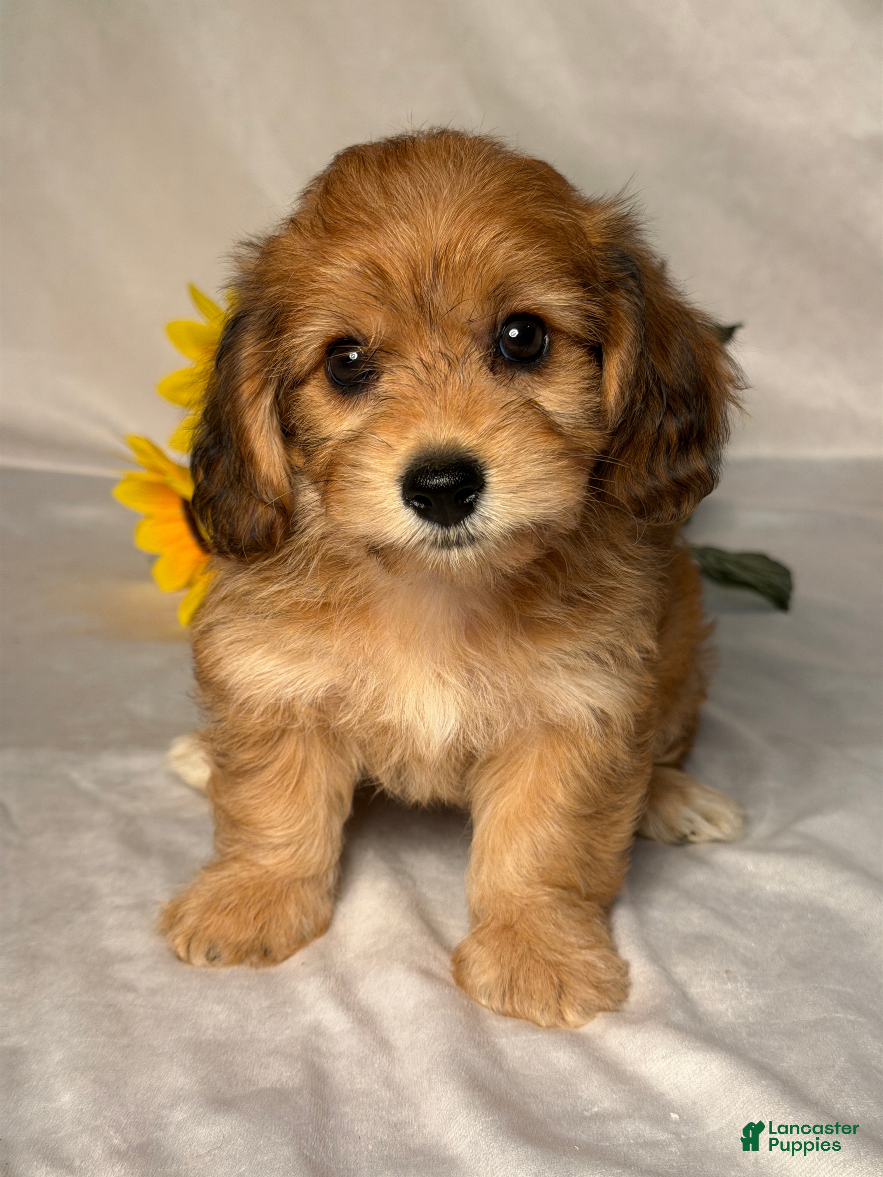 Mixed Breed dogs Autumn  - Ad 1