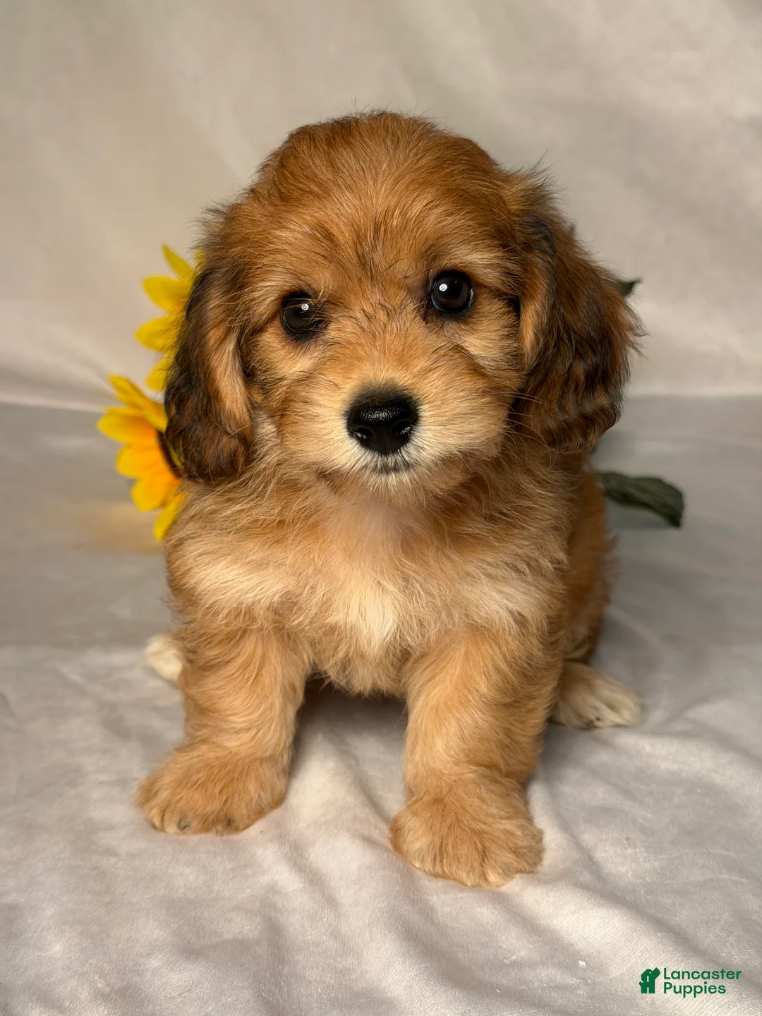 Mixed Breed dogs for sale: Autumn  - Ad 1