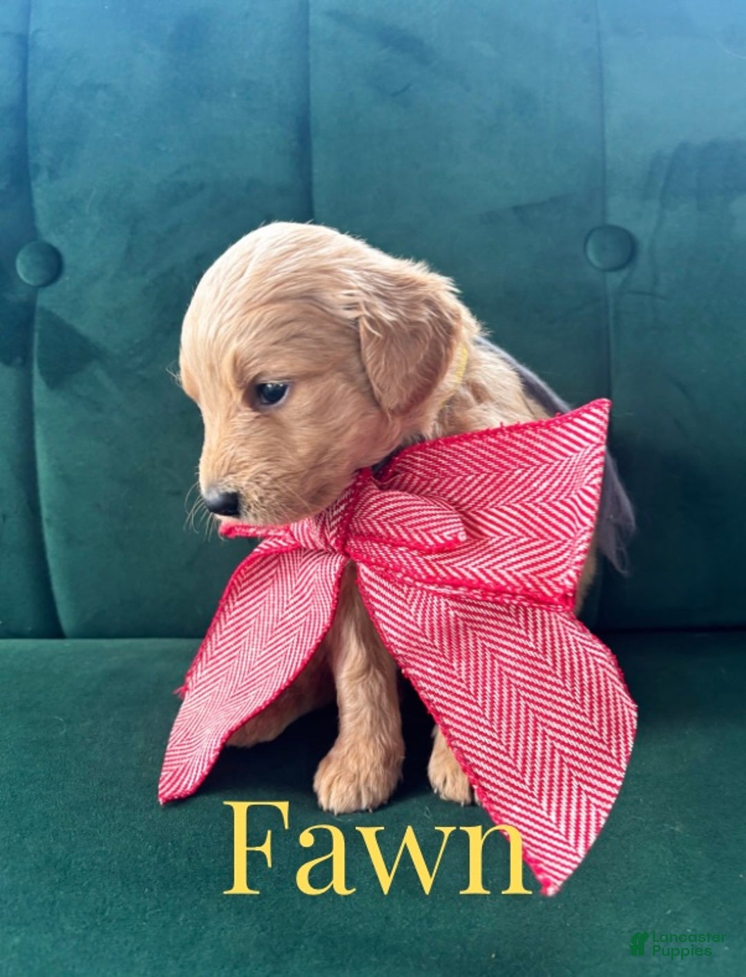 Goldendoodle dogs for sale: Fawn - Ad 4