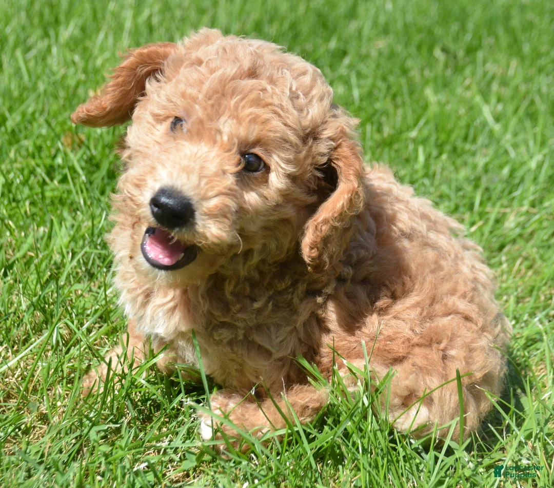Mini Goldendoodle dogs for sale: Dotty Mini Goldendoodle 2 - Ad 2