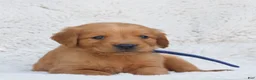Golden Retriever dogs for sale: Parker  - Ad 1