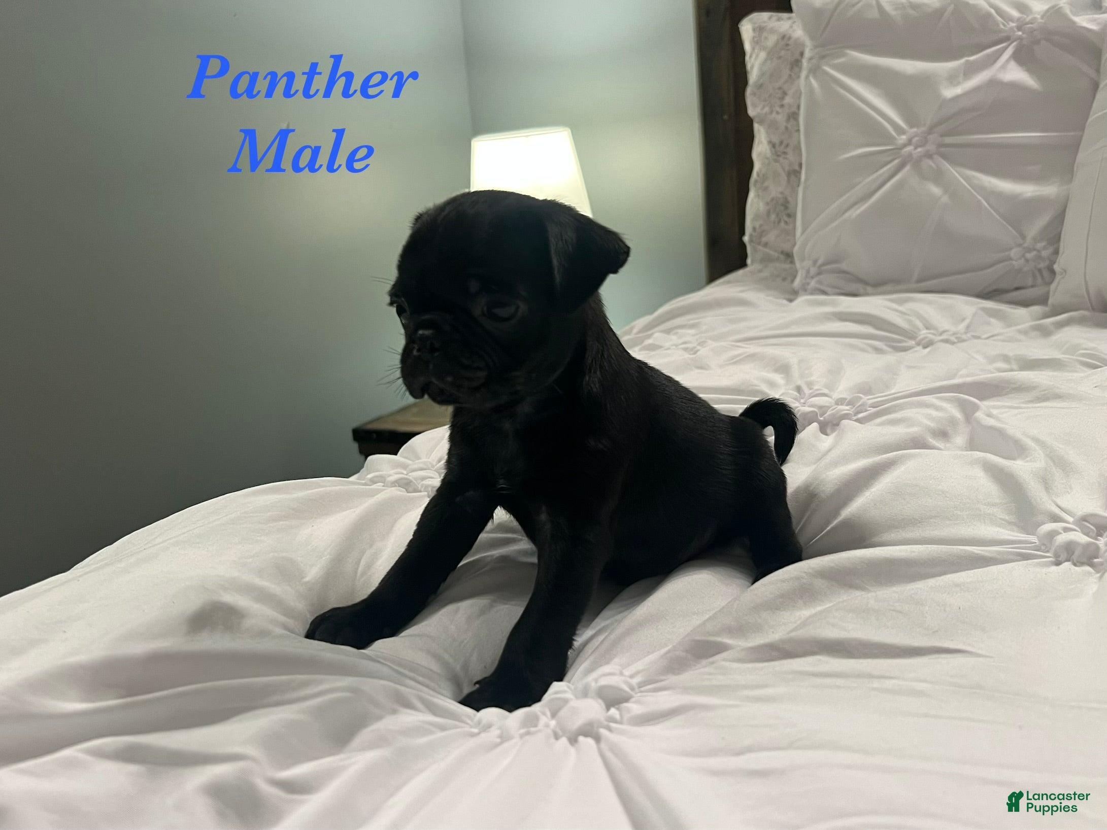 Pug dogs Panther - Ad 2