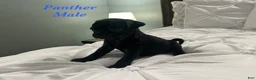 Pug dogs for sale: Panther - Ad 4