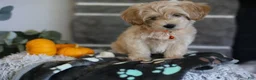 Maltipoo dogs for sale: Mochi - Ad 14