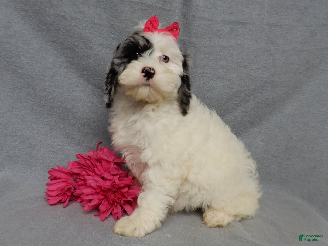 Cockapoo dogs for sale: Izzy - Ad 3