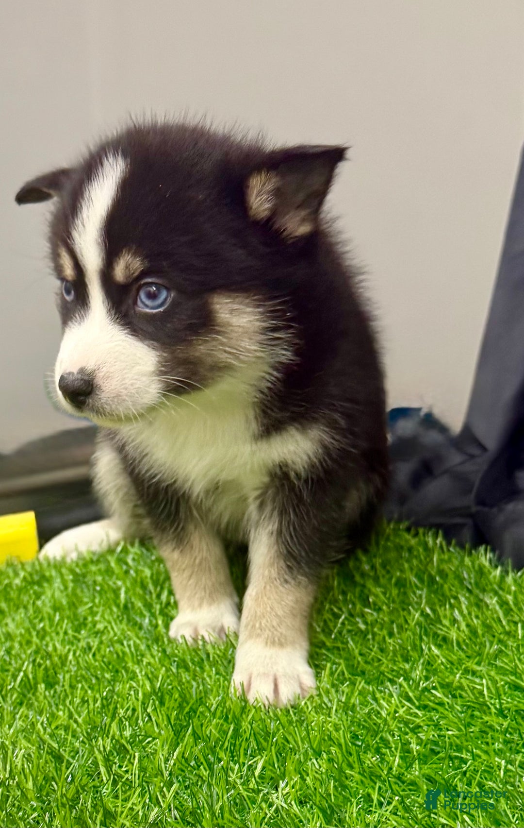 Mixed Breed dogs for sale: Holly - Ad 10