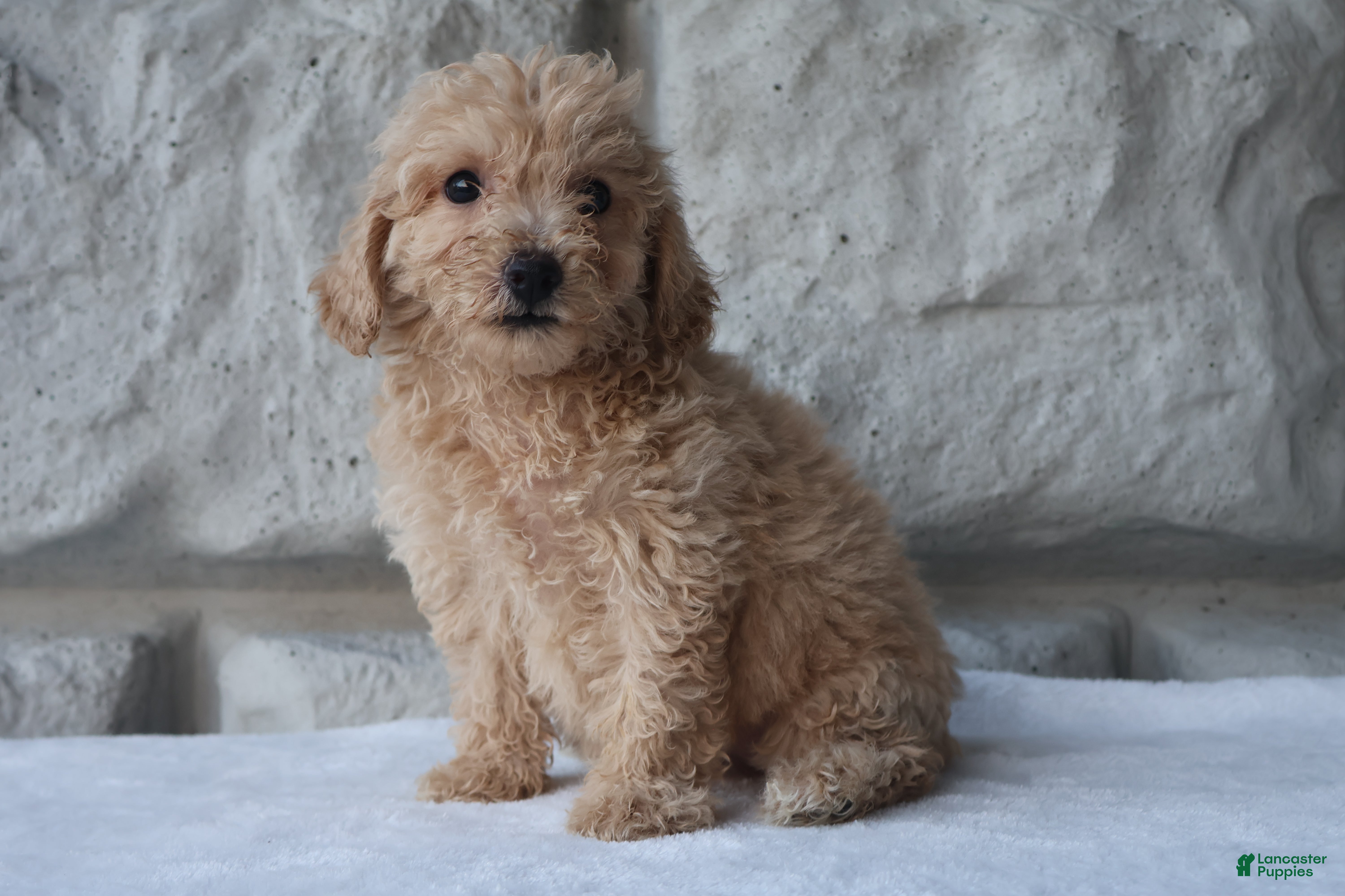 Bichpoo dogs Macy - Ad 2