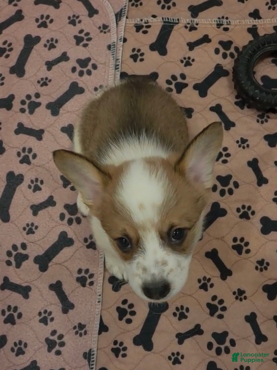 Mixed Breed dogs Male 2 - Ad 7