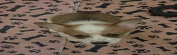 Mixed Breed dogs for sale: Male 2 - Ad 1