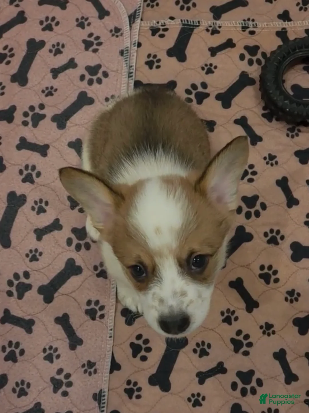 Mixed Breed dogs for sale: Male 2 - Ad 1