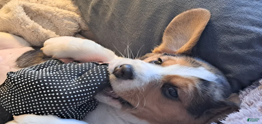 Gallery Image {{count}}