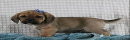 Puggle dogs for sale: Theodore - Ad 3