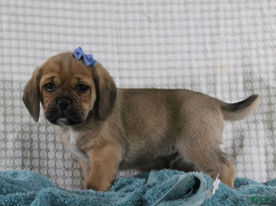 Puggle dogs for sale: Theodore - Ad 3