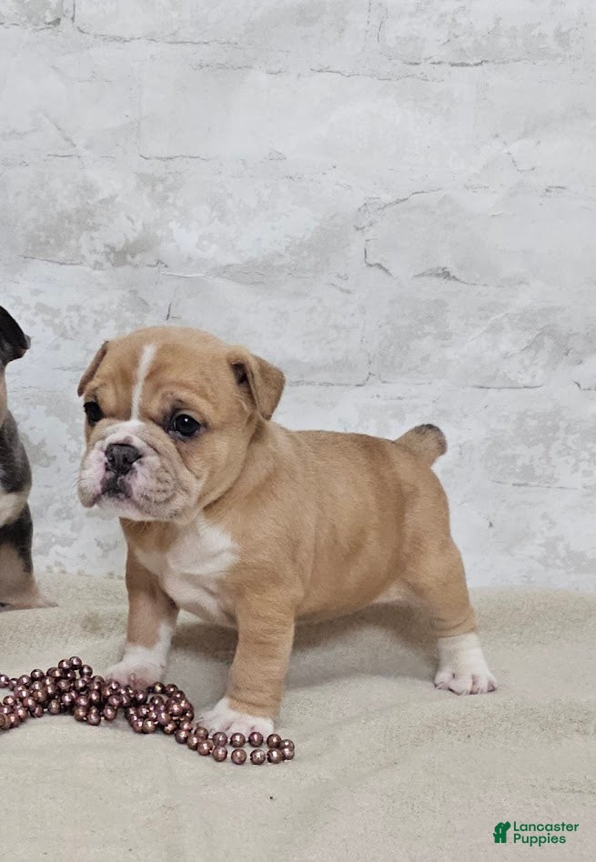 Mixed Breed dogs Mixed Breed Puppy 7 - Ad 41