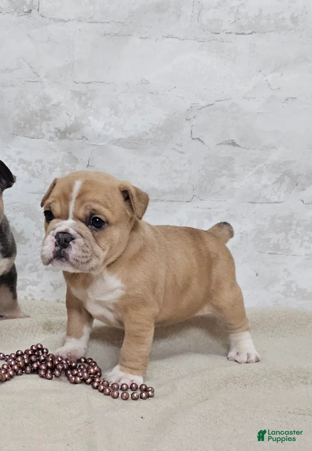 Mixed Breed dogs for sale: Mixed Breed Puppy 7 - Ad 1