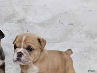 Mixed Breed dogs Mixed Breed Puppy 7 - Ad 41