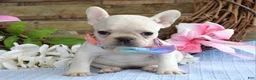French Bulldog dogs for sale: Felicity - Ad 9