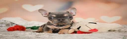 French Bulldog dogs for sale: Annie - Ad 8