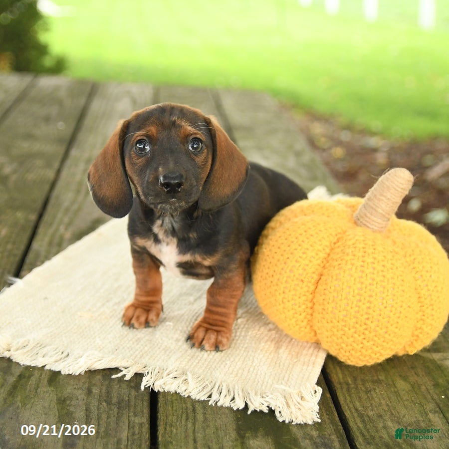 Miniature Dachshund dogs Andy - Ad 1