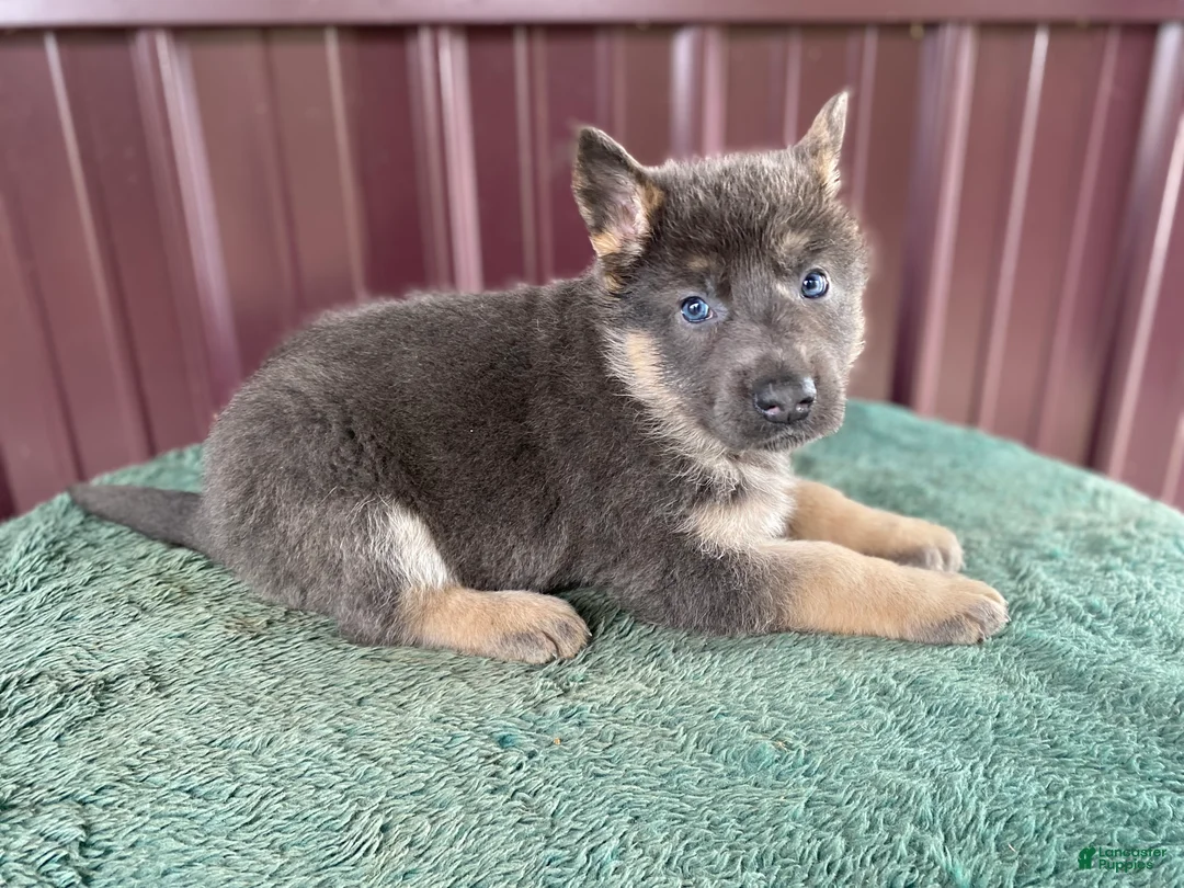 German Shepherd dogs for sale: German Shepherd Puppy 5 Bella - Ad 2